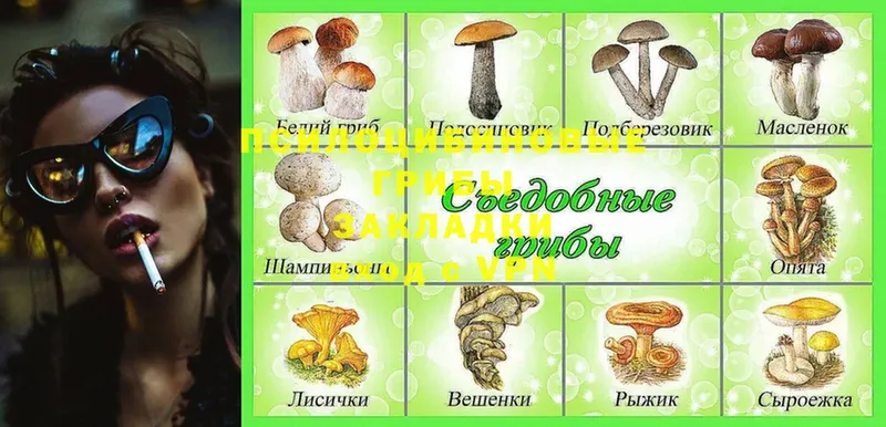 Галлюциногенные грибы GOLDEN TEACHER  Гатчина 